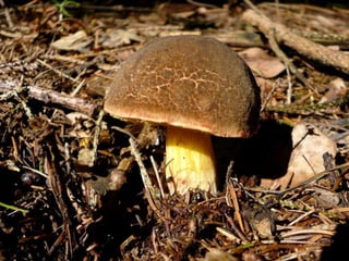V lese 1 - srpen 2010 (in the forest)