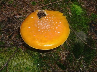 V lese 1 - srpen 2010 (in the forest)