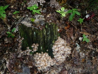 V lese 1 - srpen 2010 (in the forest)