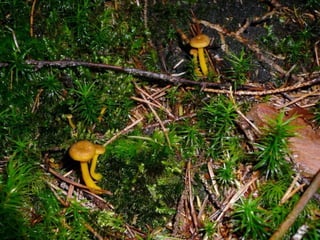 V lese 1 - srpen 2010 (in the forest)