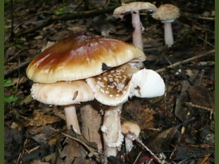 V lese 1 - srpen 2010 (in the forest)