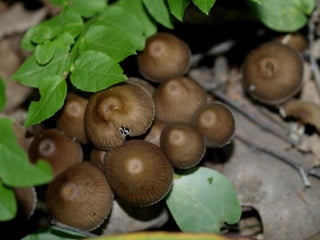 V lese 1 - srpen 2010 (in the forest)