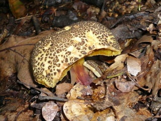 V lese 1 - srpen 2010 (in the forest)