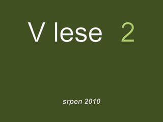 V lese 2 - srpen 2010 (in the forest)