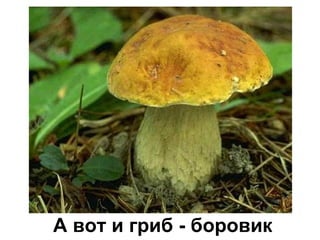 А вот и гриб - боровик
 