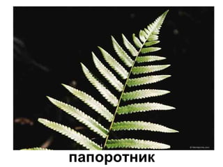 папоротник
 