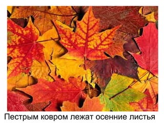 Пестрым ковром лежат осенние листья
 