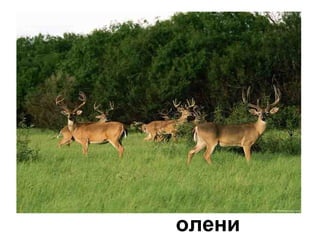 олени
 
