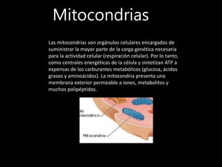 Mitocondrias
Las mitocondrias son orgánulos celulares encargados de
suministrar la mayor parte de la carga genética necesaria
para la actividad celular (respiración celular). Por lo tanto,
como centrales energéticas de la célula y sintetizan ATP a
expensas de los carburantes metabólicos (glucosa, ácidos
grasos y aminoácidos). La mitocondria presenta una
membrana exterior permeable a iones, metabolitos y
muchos polipéptidos.
 
