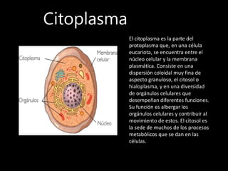Citoplasma
El citoplasma es la parte del
protoplasma que, en una célula
eucariota, se encuentra entre el
núcleo celular y la membrana
plasmática. Consiste en una
dispersión coloidal muy fina de
aspecto granuloso, el citosol o
hialoplasma, y en una diversidad
de orgánulos celulares que
desempeñan diferentes funciones.
Su función es albergar los
orgánulos celulares y contribuir al
movimiento de estos. El citosol es
la sede de muchos de los procesos
metabólicos que se dan en las
células.
 