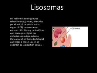 Lisosomas
Los lisosomas son orgánulos
relativamente grandes, formados
por el retículo endoplasmático
rugoso (RER), que contienen
enzimas hidrolíticas y proteolíticas
que sirven para digerir los
materiales de origen externo
(heterofagia) o interno (autofagia)
que llegan a ellos. Es decir, se
encargan de la digestión celular.
 