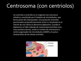 Centrosoma (con centriolos)
Un centriolo o centríolo es un orgánulo con estructura
cilíndrica, constituido por 9 tripletes de microtúbulos, que
forma parte del citoesqueleto. Una pareja de centríolos
posicionados perpendicularmente entre sí y localizada en el
interior de una célula se denomina diplosoma. Cuando el
diplosoma se halla rodeado de material pericentriolar (una
masa proteica densa), recibe el nombre de centrosoma o
centro organizador de microtúbulos (COMT), el cual es
característico de las células animales.
 