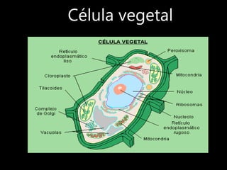 Célula vegetal
 