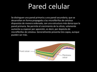 Pared celular
Se distinguen una pared primaria y una pared secundaria, que se
desarrollan en forma propagada a las microfibrillas de celulosa
dispuestas de manera ordenada, con una estructura más densa que la
pared primaria. No permite el crecimiento de la célula; solamente
aumenta su espesor por aposición, es decir, por depósito de
microfibrillas de celulosa. Generalmente presenta tres capas, aunque
pueden ser más.
 