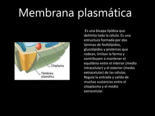 Membrana plasmática
Es una bicapa lipídica que
delimita toda la célula. Es una
estructura formada por dos
láminas de fosfolípidos,
glucolípidos y proteínas que
rodean, limitan la forma y
contribuyen a mantener el
equilibrio entre el interior (medio
intracelular) y el exterior (medio
extracelular) de las células.
Regula la entrada y salida de
muchas sustancias entre el
citoplasma y el medio
extracelular.
 