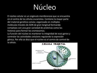 Núcleo
El núcleo celular es un orgánulo membranoso que se encuentra
en el centro de las células eucariotas. Contiene la mayor parte
del material genético celular, organizado en múltiples
moléculas lineales de ADN de gran longitud formando
complejos con una gran variedad de proteínas como las
histonas para formar los cromosomas.
La función del núcleo es mantener la integridad de esos genes y
controlar las actividades celulares regulando la expresión
génica. Por ello se dice que el núcleo es el centro de control de
la célula.
 