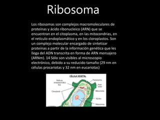 Ribosoma
Los ribosomas son complejos macromoleculares de
proteínas y ácido ribonucleico (ARN) que se
encuentran en el citoplasma, en las mitocondrias, en
el retículo endoplasmático y en los cloroplastos. Son
un complejo molecular encargado de sintetizar
proteínas a partir de la información genética que les
llega del ADN transcrita en forma de ARN mensajero
(ARNm). 14 Sólo son visibles al microscopio
electrónico, debido a su reducido tamaño (29 nm en
células procariotas y 32 nm en eucariotas)
 