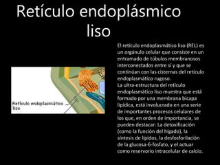 Retículo endoplásmico
liso
El retículo endoplasmático liso (REL) es
un orgánulo celular que consiste en un
entramado de túbulos membranosos
interconectados entre sí y que se
continúan con las cisternas del retículo
endoplasmático rugoso.
La ultra-estructura del retículo
endoplasmático liso muestra que está
formado por una membrana bicapa
lipídica, está involucrado en una serie
de importantes procesos celulares de
los que, en orden de importancia, se
pueden destacar: La detoxificación
(como la función del hígado), la
síntesis de lípidos, la desfosforilación
de la glucosa-6-fosfato, y el actuar
como reservorio intracelular de calcio.
 