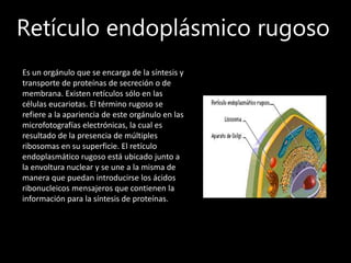 Retículo endoplásmico rugoso
Es un orgánulo que se encarga de la síntesis y
transporte de proteínas de secreción o de
membrana. Existen retículos sólo en las
células eucariotas. El término rugoso se
refiere a la apariencia de este orgánulo en las
microfotografías electrónicas, la cual es
resultado de la presencia de múltiples
ribosomas en su superficie. El retículo
endoplasmático rugoso está ubicado junto a
la envoltura nuclear y se une a la misma de
manera que puedan introducirse los ácidos
ribonucleicos mensajeros que contienen la
información para la síntesis de proteínas.
 