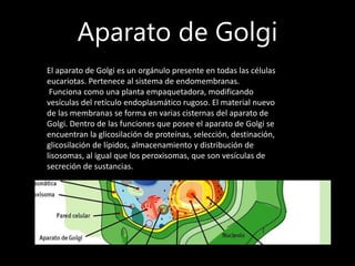 Aparato de Golgi
El aparato de Golgi es un orgánulo presente en todas las células
eucariotas. Pertenece al sistema de endomembranas.
Funciona como una planta empaquetadora, modificando
vesículas del retículo endoplasmático rugoso. El material nuevo
de las membranas se forma en varias cisternas del aparato de
Golgi. Dentro de las funciones que posee el aparato de Golgi se
encuentran la glicosilación de proteínas, selección, destinación,
glicosilación de lípidos, almacenamiento y distribución de
lisosomas, al igual que los peroxisomas, que son vesículas de
secreción de sustancias.
 