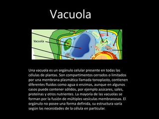 Vacuola
Una vacuola es un orgánulo celular presente en todas las
células de plantas. Son compartimentos cerrados o limitados
por una membrana plasmática llamada tonoplasto, contienen
diferentes fluidos como agua o enzimas, aunque en algunos
casos puede contener sólidos, por ejemplo azúcares, sales,
proteínas y otros nutrientes. La mayoría de las vacuolas se
forman por la fusión de múltiples vesículas membranosas. El
orgánulo no posee una forma definida, su estructura varía
según las necesidades de la célula en particular.
 