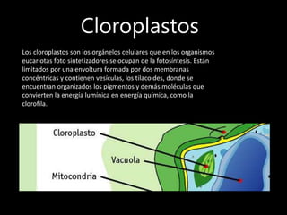 Cloroplastos
Los cloroplastos son los orgánelos celulares que en los organismos
eucariotas foto sintetizadores se ocupan de la fotosíntesis. Están
limitados por una envoltura formada por dos membranas
concéntricas y contienen vesículas, los tilacoides, donde se
encuentran organizados los pigmentos y demás moléculas que
convierten la energía lumínica en energía química, como la
clorofila.
 