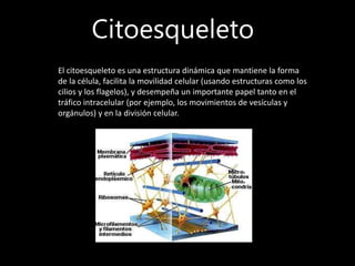 Citoesqueleto
El citoesqueleto es una estructura dinámica que mantiene la forma
de la célula, facilita la movilidad celular (usando estructuras como los
cilios y los flagelos), y desempeña un importante papel tanto en el
tráfico intracelular (por ejemplo, los movimientos de vesículas y
orgánulos) y en la división celular.
 