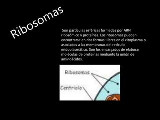Son partículas esféricas formadas por ARN
ribosómico y proteínas. Los ribosomas pueden
encontrarse en dos formas: libres en el citoplasma o
asociados a las membranas del retículo
endoplasmático. Son los encargados de elaborar
moléculas de proteínas mediante la unión de
aminoácidos.
 