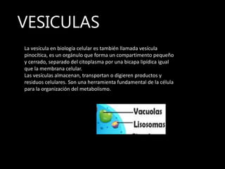 VESICULAS
La vesícula en biología celular es también llamada vesícula
pinocítica, es un orgánulo que forma un compartimento pequeño
y cerrado, separado del citoplasma por una bicapa lipídica igual
que la membrana celular.
Las vesículas almacenan, transportan o digieren productos y
residuos celulares. Son una herramienta fundamental de la célula
para la organización del metabolismo.
 