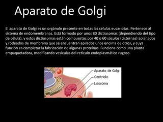 Aparato de Golgi
El aparato de Golgi es un orgánulo presente en todas las células eucariotas. Pertenece al
sistema de endomembranas. Está formado por unos 80 dictiosomas (dependiendo del tipo
de célula), y estos dictiosomas están compuestos por 40 o 60 sáculos (cisternas) aplanados
y rodeados de membrana que se encuentran apilados unos encima de otros, y cuya
función es completar la fabricación de algunas proteínas. Funciona como una planta
empaquetadora, modificando vesículas del retículo endoplasmático rugoso.
 