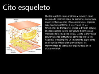 Cito esqueleto
El citoesqueleto es un orgánulo y también es un
entramado tridimensional de proteínas que provee
soporte interno en las células eucariotas, organiza
las estructuras internas e interviene en los
fenómenos de transporte, tráfico y división celular.
El citoesqueleto es una estructura dinámica que
mantiene la forma de la célula, facilita la movilidad
celular (usando estructuras como los cilios y los
flagelos), y desempeña un importante papel tanto
en el tráfico intracelular (por ejemplo, los
movimientos de vesículas y orgánulos) y en la
división celular.
 