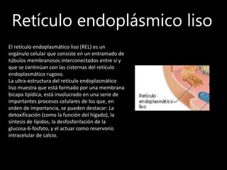 Retículo endoplásmico liso
El retículo endoplasmático liso (REL) es un
orgánulo celular que consiste en un entramado de
túbulos membranosos interconectados entre sí y
que se continúan con las cisternas del retículo
endoplasmático rugoso.
La ultra-estructura del retículo endoplasmático
liso muestra que está formado por una membrana
bicapa lipídica, está involucrado en una serie de
importantes procesos celulares de los que, en
orden de importancia, se pueden destacar: La
detoxificación (como la función del hígado), la
síntesis de lípidos, la desfosforilación de la
glucosa-6-fosfato, y el actuar como reservorio
intracelular de calcio.
 