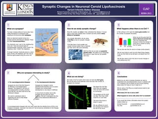 Synaptic Changes in Neuronal Ceroid Lipofuscinosis
Variant Infantile Batten Disease
Richard Tuxworth, University of Birmingham, UK. r.i.tuxworth@bham.ac.uk
Megan O’Hare & Guy Tear, King’s College London, UK. guy.tear@kcl.ac.uk
What are synapses?
The brain contains billions of nerve cells. Each
makes thousands of connections with
neighbours at structures called synapses.
When an electrical impulse arrives at a
synapse special chemicals are released. These
are called neurotransmitters.
The chemicals cross over to the neighbouring
nerve cell. There are several types of
neurotransmitter chemicals. Some “excite” the
neighbour, other “inhibit” the neighbour.
If enough “exciting” chemicals arrive in a short
space of time, the neighbour will “fire” and an
electrical signal passes along the nerve cell.
1
2 Why are synapses interesting to study?
1. For neurodegenerative diseases
Synapses are one of the first things to
be affected in neurodegeneration
diseases. This happens in all forms of
neurodegeneration including inherited
forms like NCL and late onset forms like
Alzheimer’s disease.
We need to understand what is
happening and why to help design
effective therapies.
2. For developmental disorders
Synapses are changed in some
developmental disorders such as autism.
Changes occur during foetal
development or very early in childhood.
In some forms of autism nerve cells
grow too big and have too many
synapses. We don’t understand why this
leads to the behavioural differences in
autism.
In neurodegenerative diseases with very early onset (like the infantile forms of NCLs) the
changes to synapses must start very early on? Can we see any similarities to the changes
in developmental disorders?
3
How do we study synaptic change?
Many NCL studies use mice to help understand the disease. A mouse
brain is much less complex than a human’s but still contains many
billions of synapses.
As a simpler alternative, we are using
fruit flies to look for synaptic changes
in NCL.
Fruit flies have a much smaller and
simpler nervous system than a mammal
but their nerve cells work identically.
With fruit flies we can also use powerful
genetic tools. This allows us to manipulate
their genes in ways that are not possible
with mice.
4
What are we doing?
We made a fruit fly mutant which does not have the Cln7 gene.
We can are look at one particular nerve and see if the number of
synapses has changed.
We dissect the fruit flies
when they are maggots.
Then we look at the nerves
by microscopy.
The synapses are the small
red dots. More than 5,000
would fit on a pin head.
The rest of the nerve is
shown in green.
We use software to count
the synapses and measure
the size of the nerve.
5
What happens when there is no Cln7 ?
In flies without a Cln7 gene the nerve gets smaller and
the number of synapses decreases.
with
Cln7
without
Cln7
Cln7 lost
then replaced
When we put the gene back the
nerve returns to normal size.
This is an important test
because it shows the change in
nerve size is caused by losing
the Cln7 gene.
We can also see that the nerve no longer works properly.
We are now trying to work out why these things happen.
If we can find that out we will learn a lot about how Cln7
works.
We will also need to see if the size of nerves changes in
mice without any Cln7.
6
Conclusions
Before we can start to develop therapies we need to
understand why neurodegeneration occurs in patients with
Cln7 mutations. But at present we don’t know anything
about what Cln7 does or how it might do it.
We are using a fruit flies as a simple animal model to ask
two key questions:
What does Cln7 do in nerve cells?
What happens to nerve cells when Cln7 is mutated?
If you would like further information about this project
please contact us:
Richard Tuxworth r.i.tuxworth@bham.ac.uk
Guy Tear guy.tear@kcl.ac.uk
 