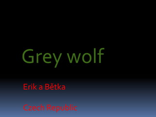 Grey wolf
Erik a Bětka
Czech Republic
 