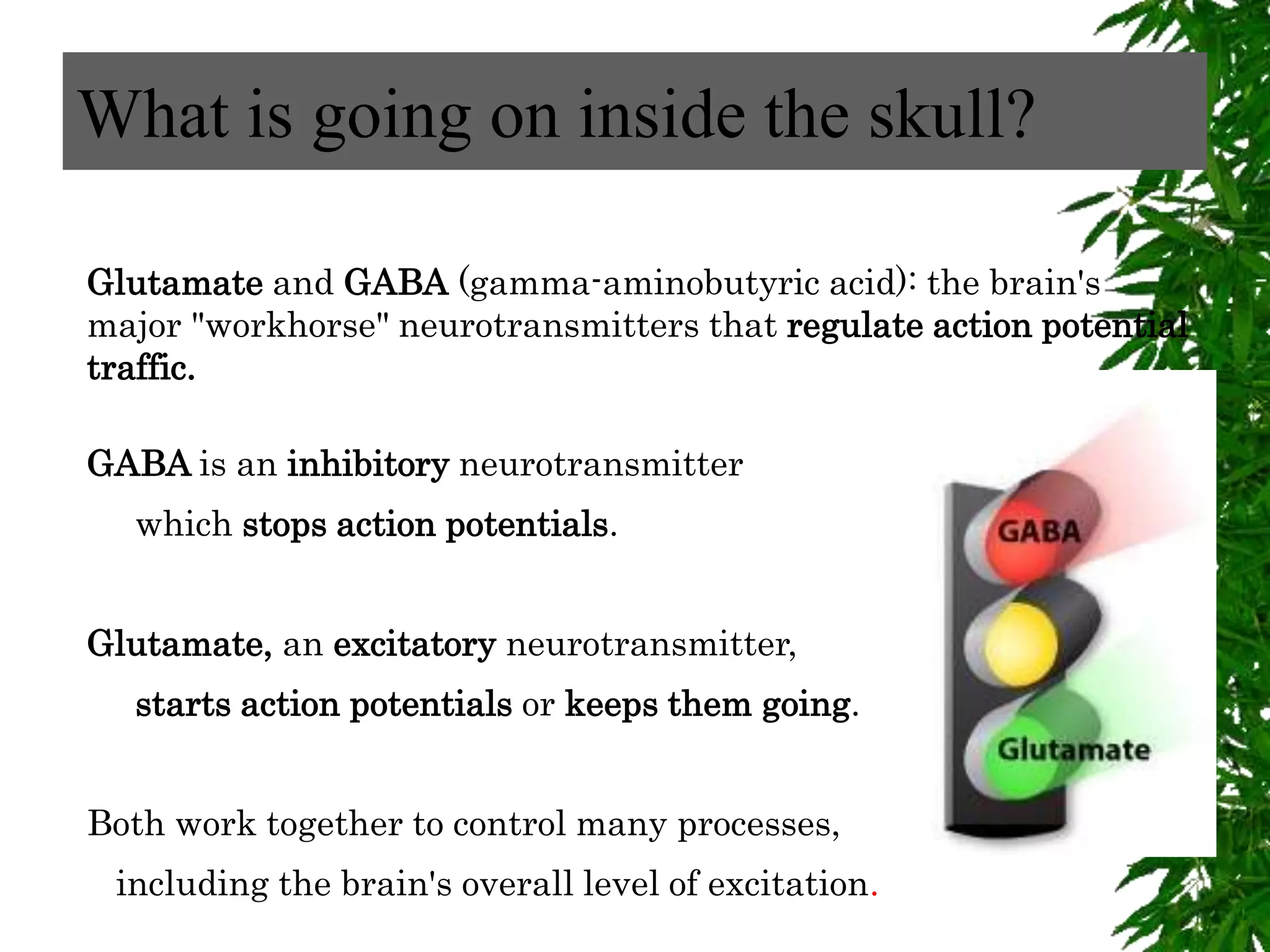 Glutamate and GABA (gamma-aminobutyric acid): the brain's
major "workhorse" neurotransmitters that regulate action potential
traffic.
GABA is an inhibitory neurotransmitter
which stops action potentials.
Glutamate, an excitatory neurotransmitter,
starts action potentials or keeps them going.
Both work together to control many processes,
including the brain's overall level of excitation.
What is going on inside the skull?
 