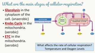 • Glycolysis in the
cytoplasm of the
cell. (anaerobic)
• Krebs Cycle in the
mitochondria.
(aerobic)
• ETC in the
mitochondria.
(aerobic)
What are the main stages of cellular respiration?
What affects the rate of cellular respiration?
Temperature and Oxygen Levels
 
