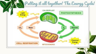 Putting it all together! The Energy Cycle!
 