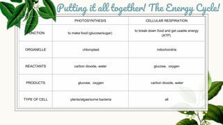 Putting it all together! The Energy Cycle!
PHOTOSYNTHESIS CELLULAR RESPIRATION
FUNCTION to make food (glucose/sugar)
to break down food and get usable energy
(ATP)
ORGANELLE chloroplast mitochondria
REACTANTS carbon dioxide, water glucose, oxygen
PRODUCTS glucose, oxygen carbon dioxide, water
TYPE OF CELL plants/algae/some bacteria all
 