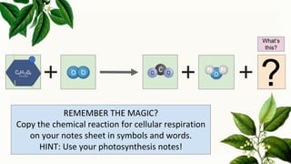 REMEMBER THE MAGIC?
Copy the chemical reaction for cellular respiration
on your notes sheet in symbols and words.
HINT: Use your photosynthesis notes!
?
What’s
this?
 
