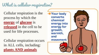 What is cellular respiration?
Cellular respiration is the
process by which the
energy of glucose is
released in the cell to be
used for life processes.
Cellular respiration occurs
in ALL cells, including:
plants AND animals
 