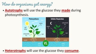 • Autotrophs will use the glucose they made during
photosynthesis.
• Heterotrophs will use the glucose they consume.
How do organisms get energy?
 