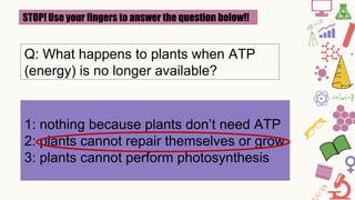 STOP! Use your fingers to answer the question below!!
Q: What happens to plants when ATP
(energy) is no longer available?
1: nothing because plants don’t need ATP
2: plants cannot repair themselves or grow
3: plants cannot perform photosynthesis
 