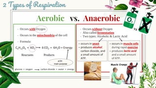 Aerobic vs. Anaerobic
- Occurs with Oxygen
- Occurs in the mitochondria of the cell
- Formula:
- Occurs without Oxygen
- Also called fermentation
- Two types: Alcoholic & Lactic Acid
2 Types of Respiration
C6H12O6 + 6O2 6CO2 + 6H2O + Energy
Reactants Products
ATP:
main purpose
glucose + oxygen carbon dioxide + water + energy
- occurs in yeast
- produces alcohol,
carbon dioxide, and
a small amount of
ATP.
- occurs in muscle cells
during rapid exercise
- produces lactic acid
and a small amount
of ATP.
 
