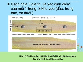  Cách chia 3 giá trị và xác định điểm
của mỗi 1 trong 3 khu vực (đầu, trung
tâm, và đuôi )
Hình 2. Philê cá tầm với Minolta CR-200 và cắt theo chiều
dọc cho hình ảnh thị giác máy.
 