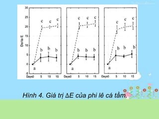 Hình 4. Giá trị ∆E của phi lê cá tầm.
 