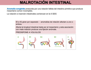 v-lvulo-intestinal-y-malrotacion-pediatria-nelson-pdf
