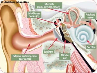 3. Auditory phonetics
15
 