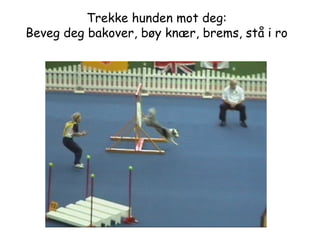 Trekke hunden mot deg: Beveg deg bakover, bøy knær, brems, stå i ro 