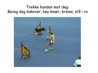 Trekke hunden mot deg: Beveg deg bakover, bøy knær, brems, stå i ro 