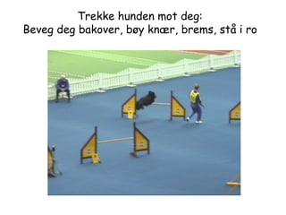 Trekke hunden mot deg: Beveg deg bakover, bøy knær, brems, stå i ro 